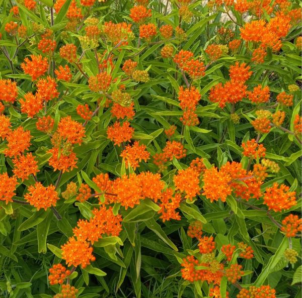 Karvasilkkiyrtti, Ruukkutaimi-2