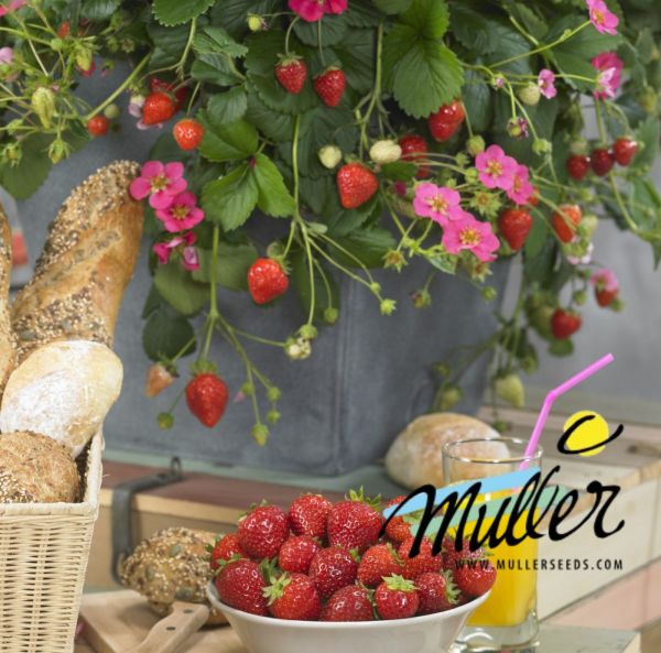 Mansikka, Puutarhamansikka-2