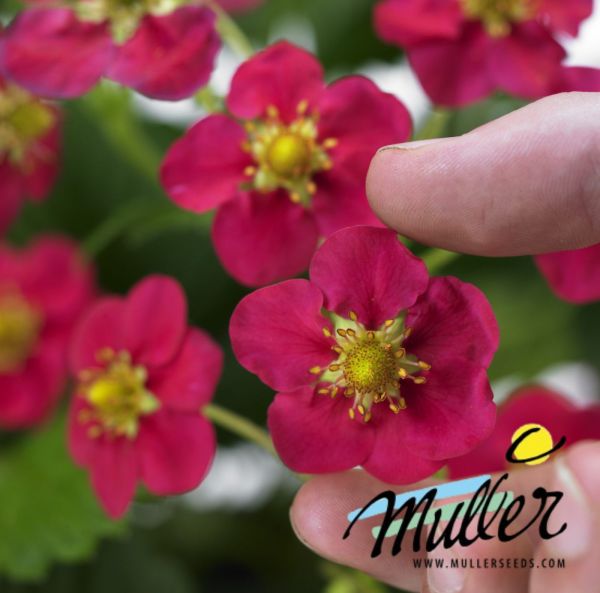 Mansikka, Puutarhamansikka-3