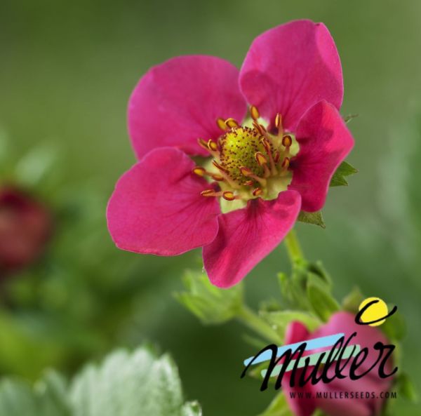 Mansikka, Puutarhamansikka-4