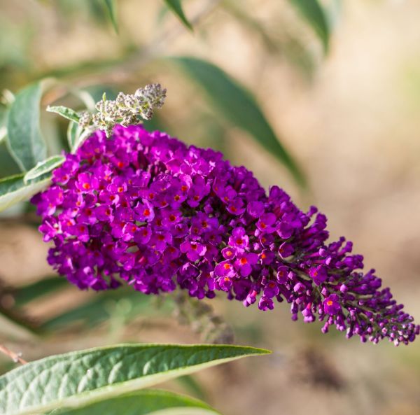 Syrenbuddleja, pluggplanta