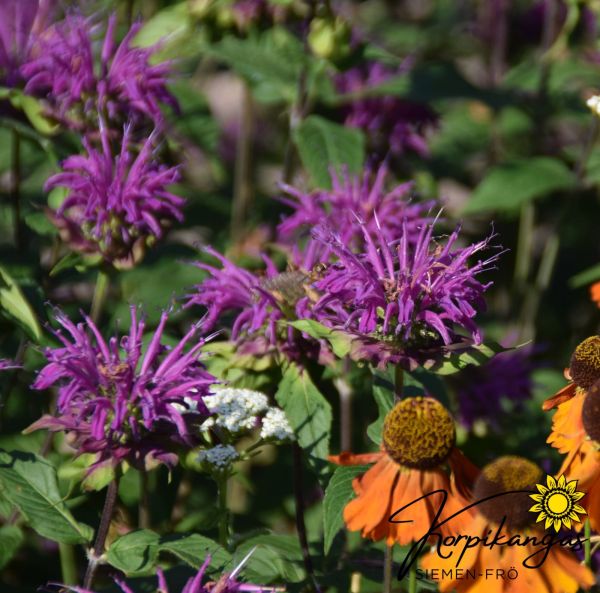 Väriminttu, pikkutaimi-5