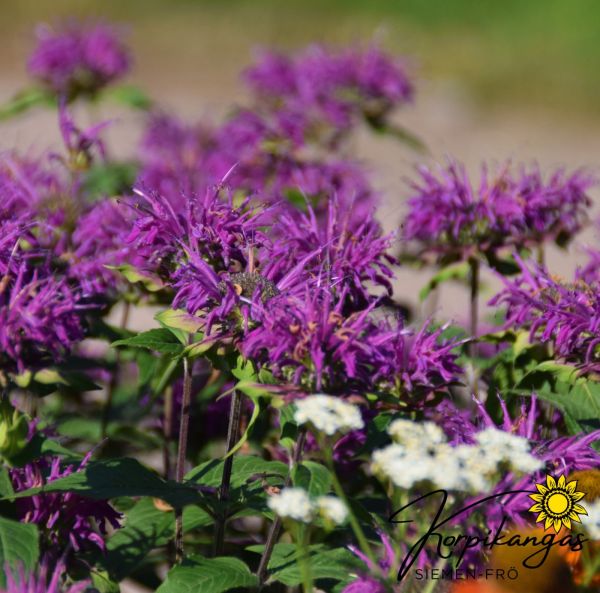 Väriminttu, pikkutaimi-4