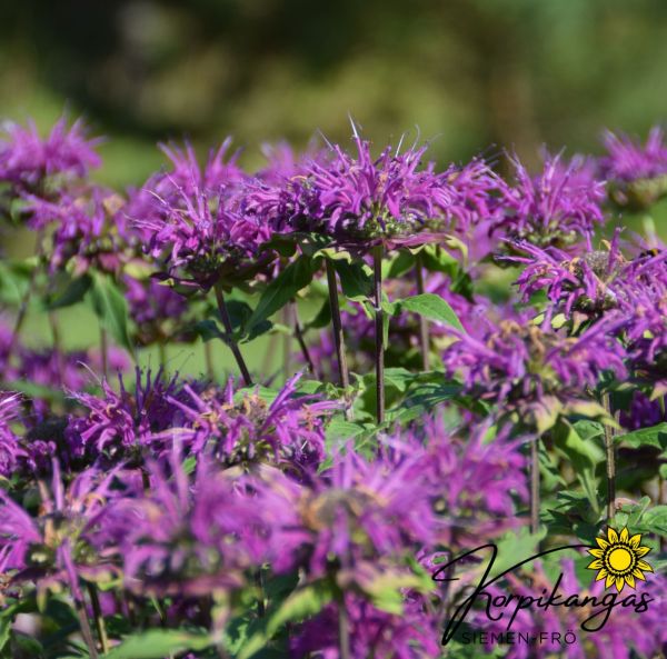 Väriminttu, pikkutaimi-3