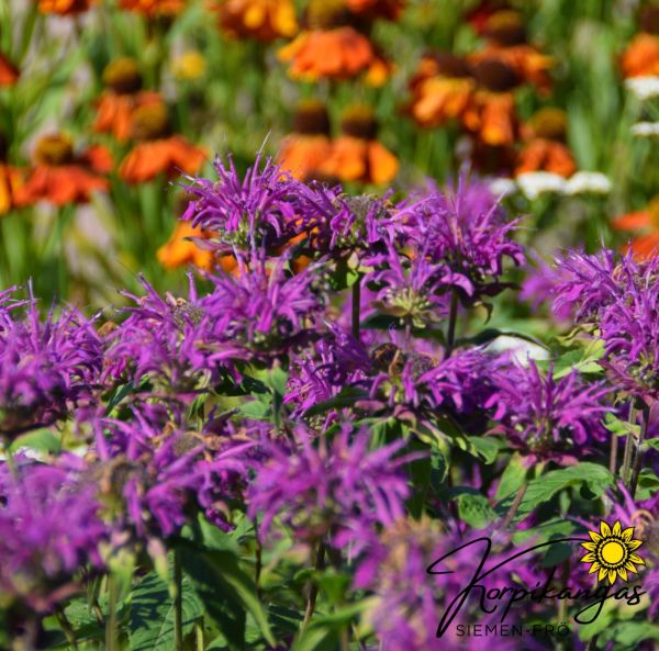 Väriminttu, pikkutaimi-2