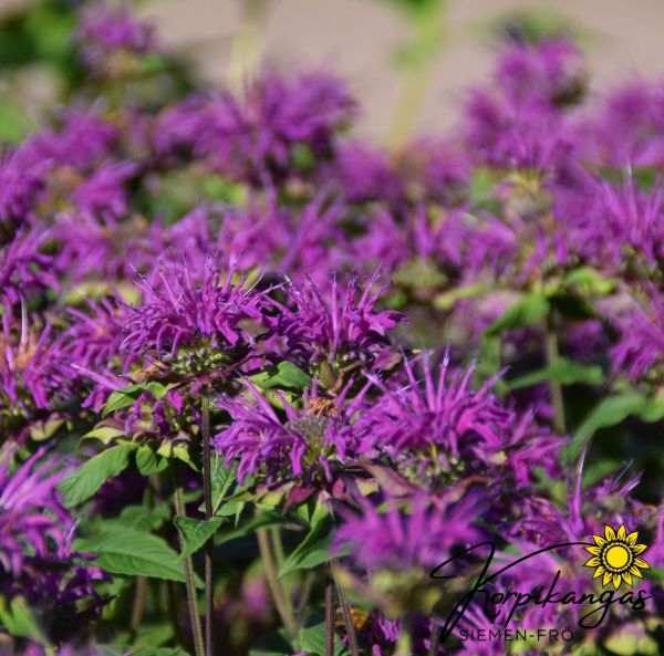 Temynta, pluggplanta