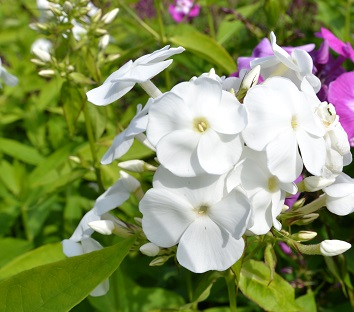 Höstflox, pluggplanta