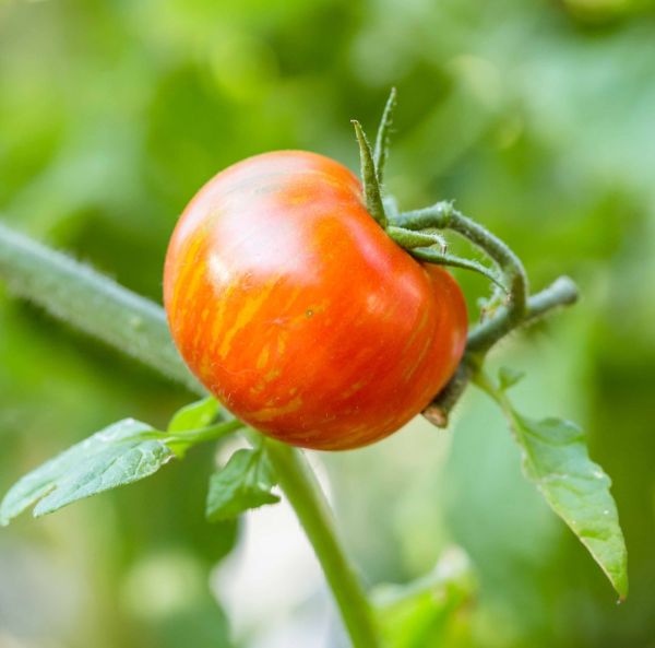 Kasvihuonetomaatti-2