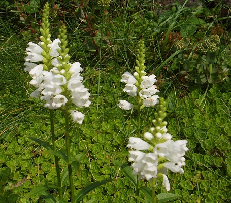 Kellopeippi