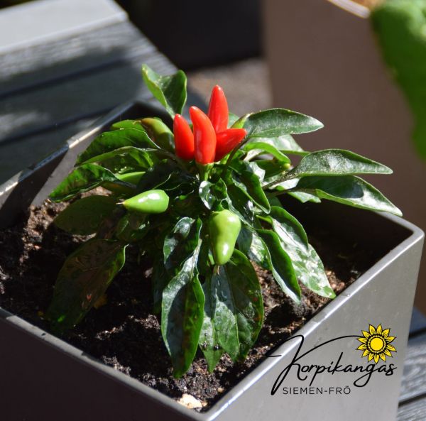 Chili-2