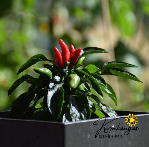 Chili