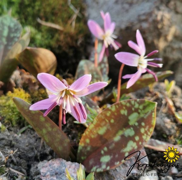 Rusokoiranhammas-2