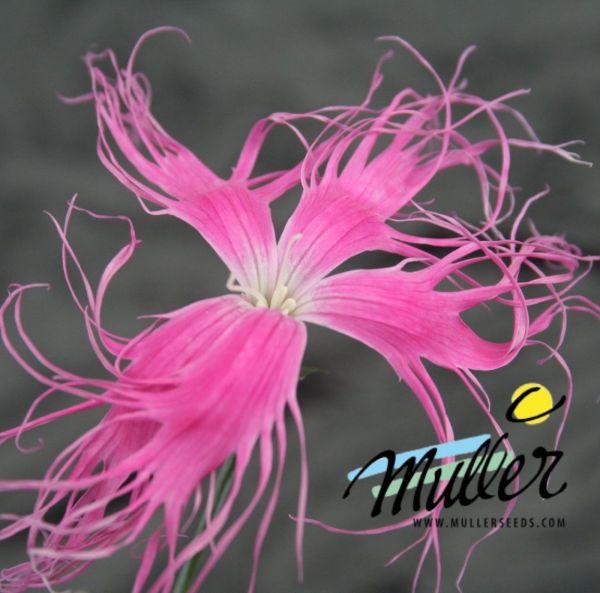 Praktnejlika, Fjäderneilika