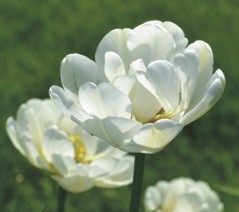 Tulppaani