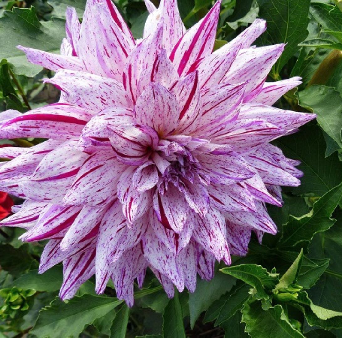 Kaktusdalia