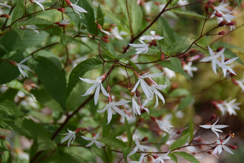 Trebladsspirea - Rötter