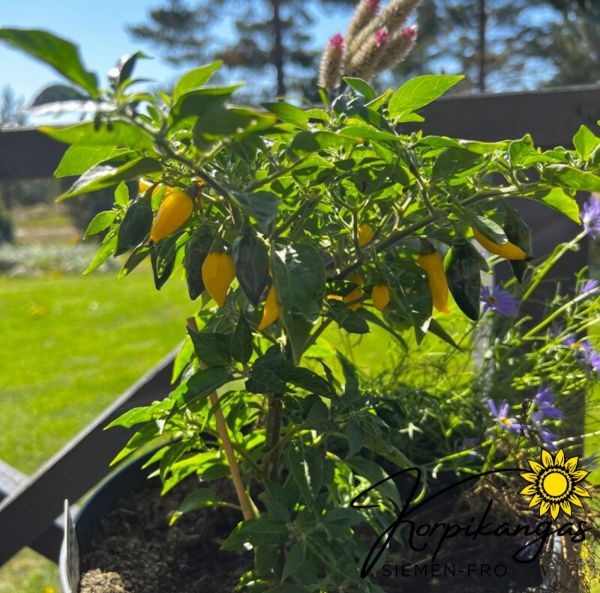 Chilipaprika, marjapaprika-3