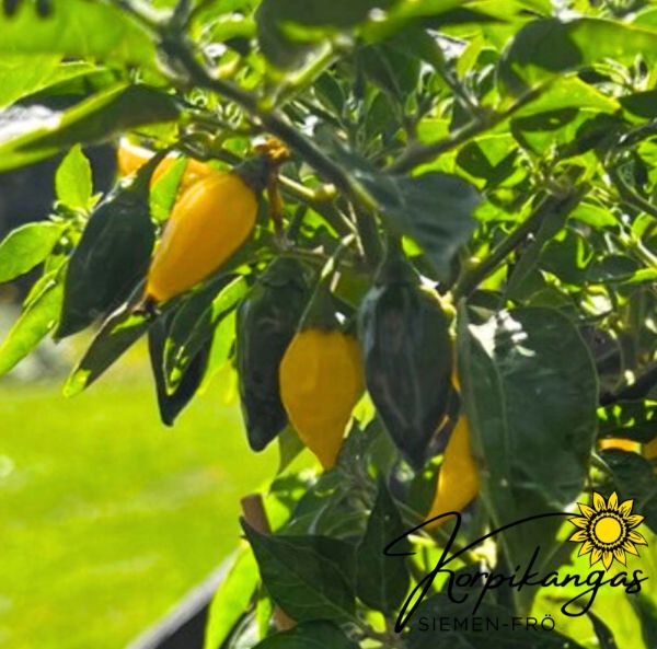 Chilipaprika, marjapaprika-2