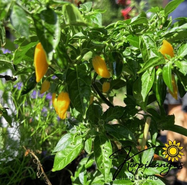 Chilipaprika, marjapaprika-4