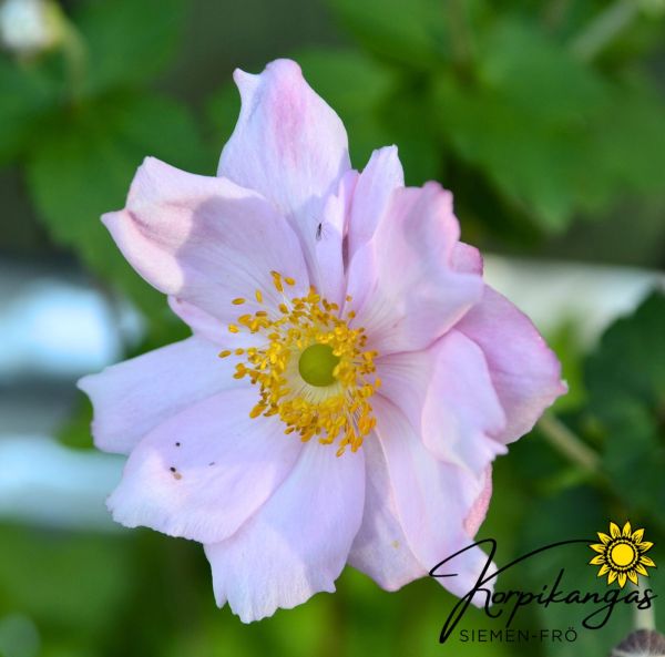 Höstanemon, pluggplanta