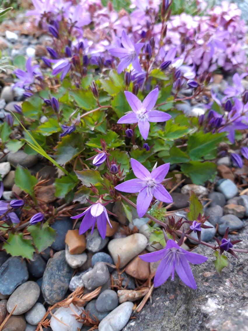 Stjärnklocka, pluggplanta