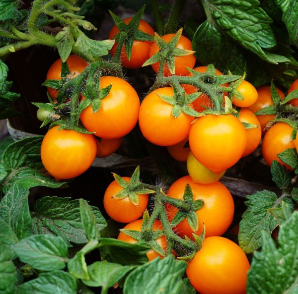 Kirsikkatomaatti, amppelitomaatti