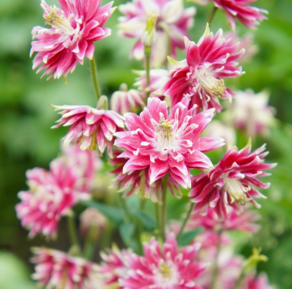 Akileija, Lehtoakileija