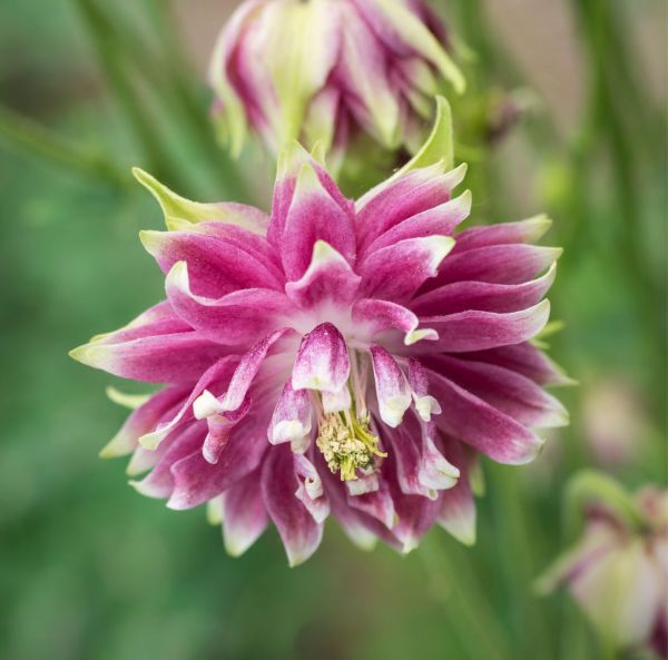 Akileija, Lehtoakileija-2