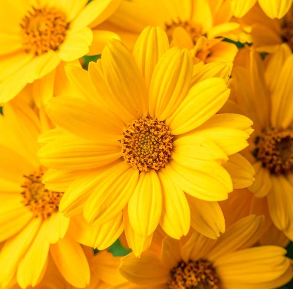 Dagöga, pluggplanta