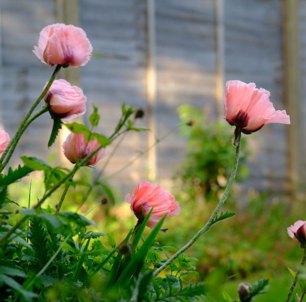 Idänunikko, Tarhaidänunikko