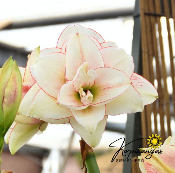 Amaryllis-2