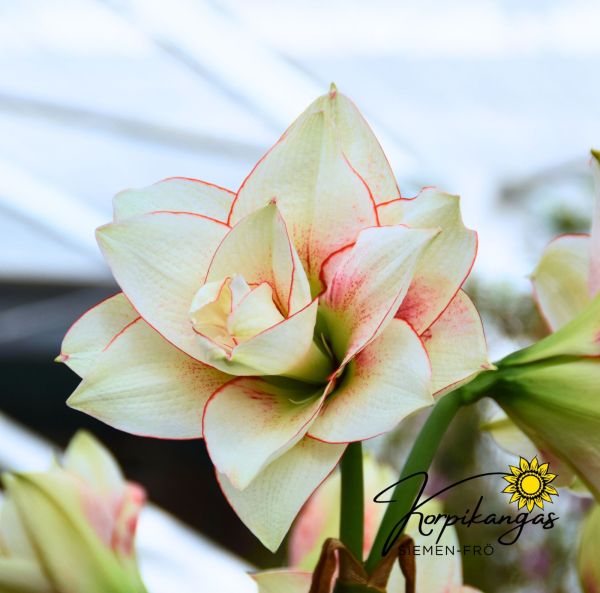 Amaryllis