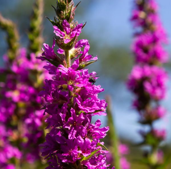 Fackelblomster, pluggplanta