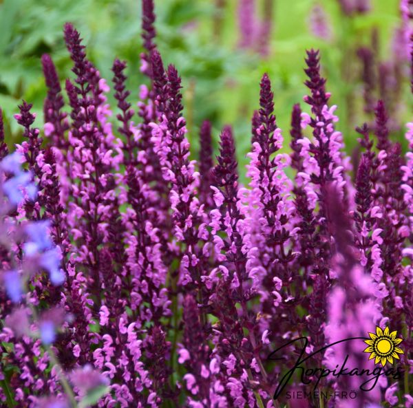 Praktsalvia, pluggplanta