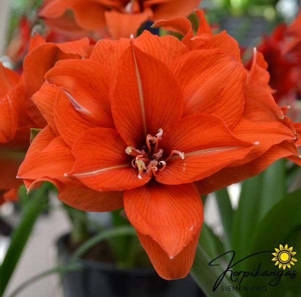 Amaryllis