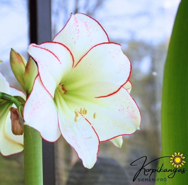 Amaryllis