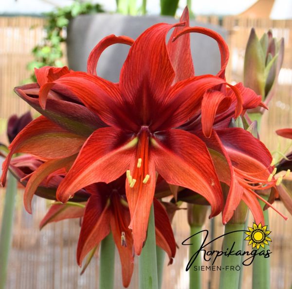 Amaryllis