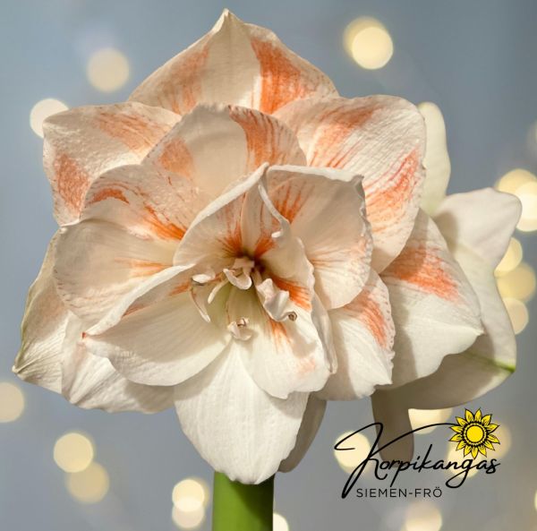 Amaryllis