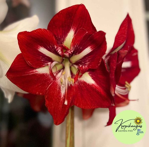 Amaryllis
