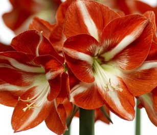Amaryllis
