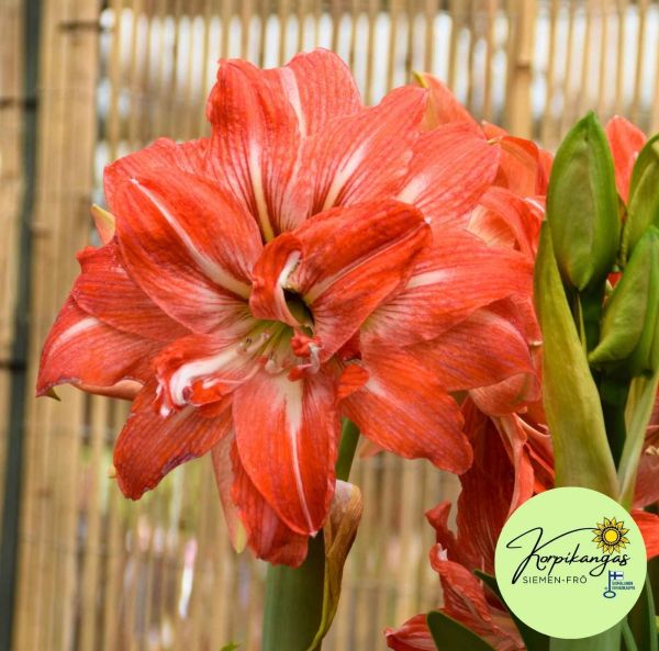 Amaryllis