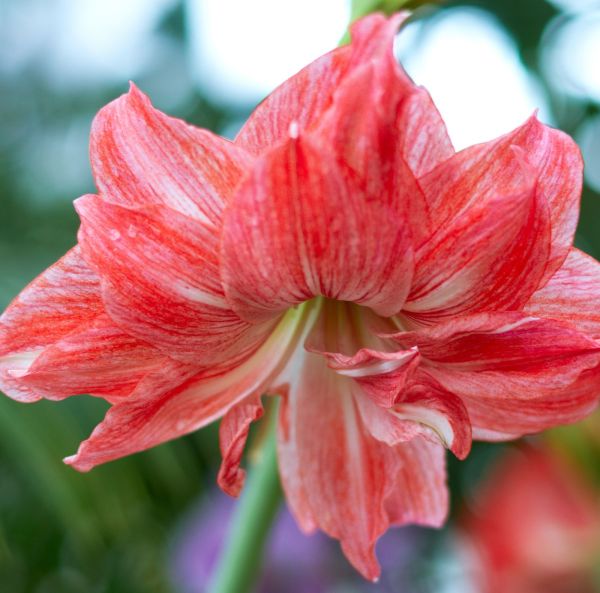 Amaryllis-2