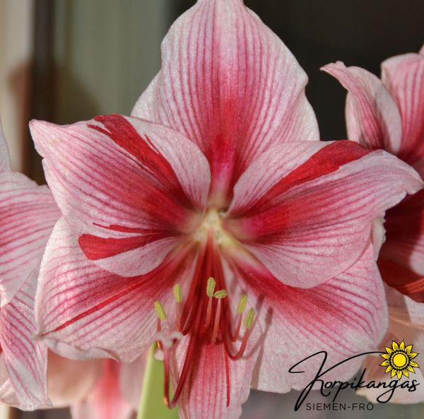 Amaryllis