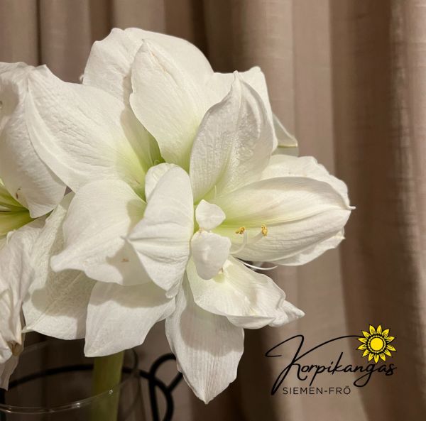 Amaryllis-4