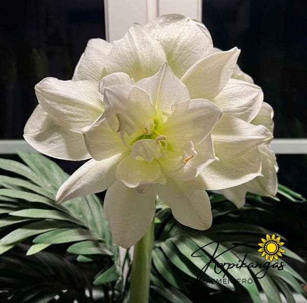Amaryllis-3