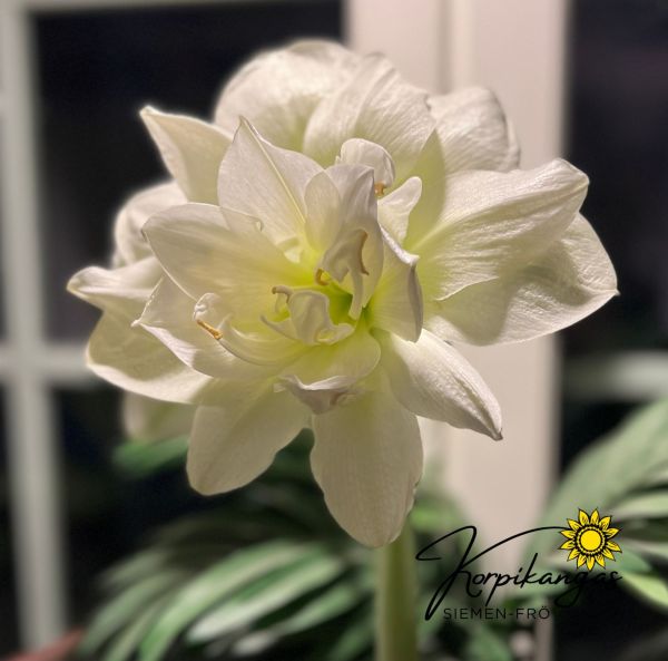 Amaryllis-2