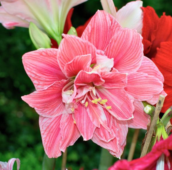 Amaryllis