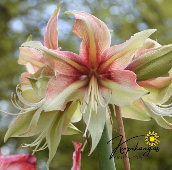 Amaryllis