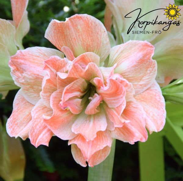 Amaryllis