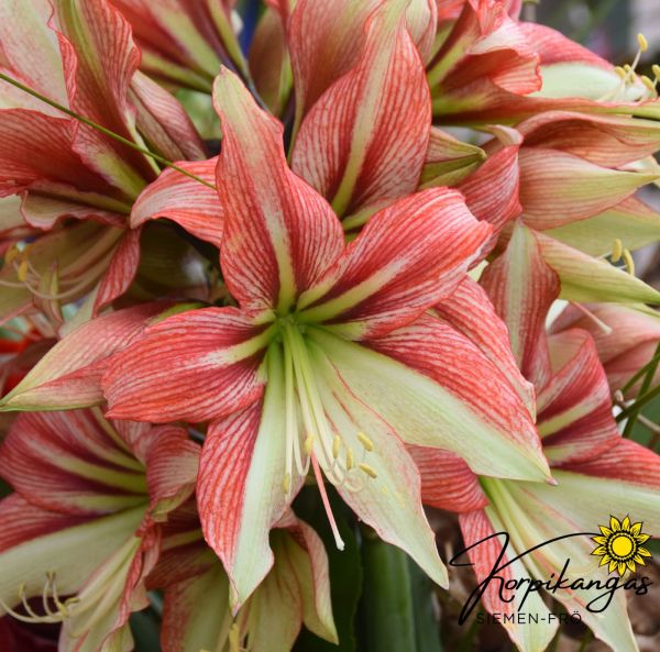Amaryllis